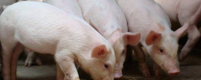 猪爱吃什么食物，猪吃土是什么原因（猪爱吃什么食物,猪吃土是什么原因）
