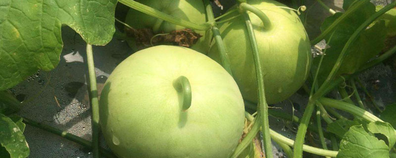 露地香瓜的种植技术视频 露地香瓜的种植技术
