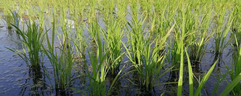 海水稻种植的条件，需在盐碱地种植（海水稻种植的条件,需在盐碱地种植什么）