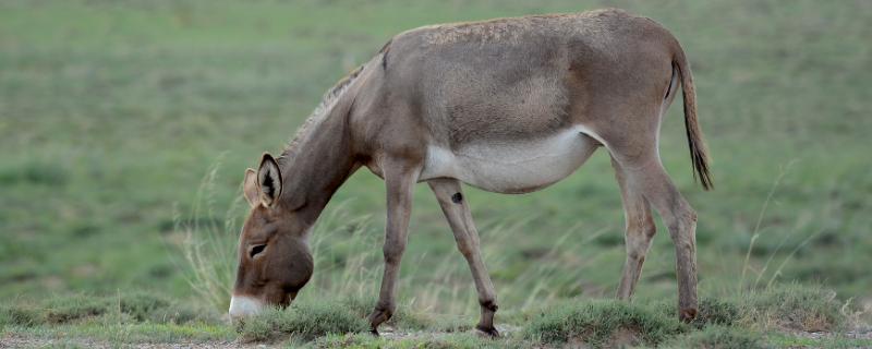 驴子的繁殖，毛驴养殖需要办理什么手续