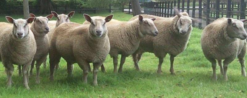 夏洛莱羊品种介绍，夏洛莱羊与什么羊杂交好