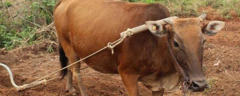 牛的繁殖，牛的种类 牛的繁殖特点