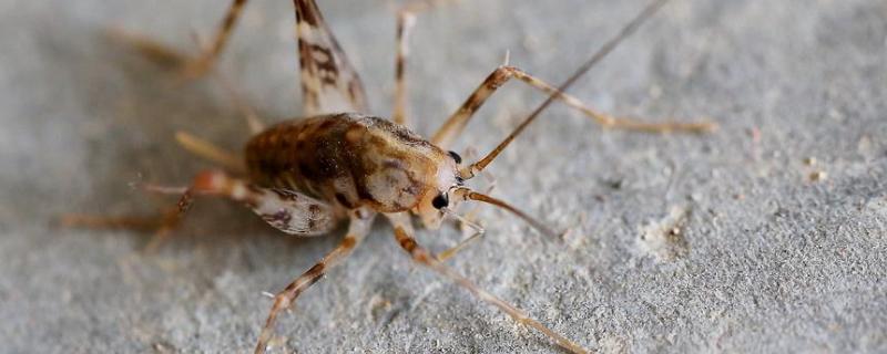 蟋蟀与蝈蝈有什么不同 蟋蟀的特点，蟋蟀和蝈蝈的区别