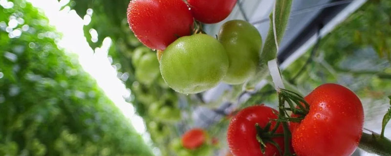 西红柿种植方法和时间 北方西红柿种植方法和时间