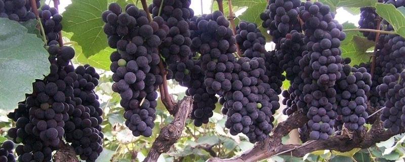 种植葡萄的基本知识 葡萄种植要点