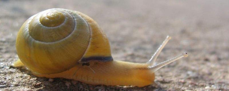 蜗牛的种类，蜗牛是软体动物吗 蜗牛的种类,蜗牛是软体动物吗对吗