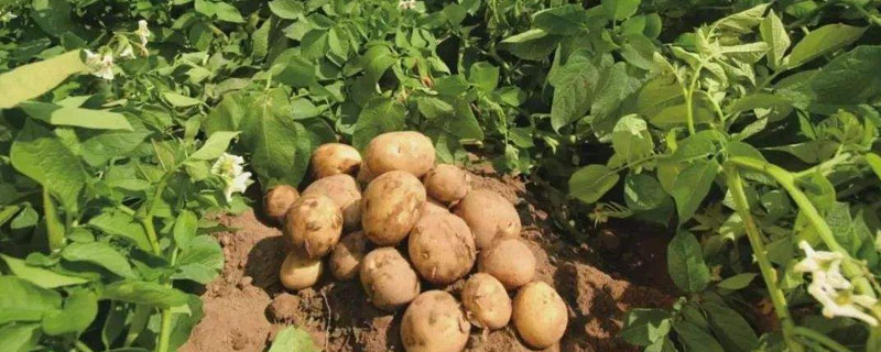 土豆的正常产量每亩是多少 土豆平均亩产量是多少