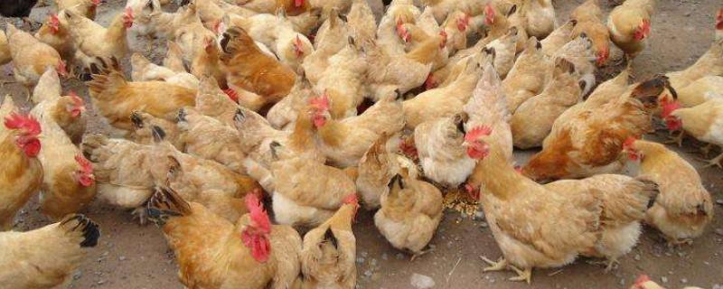 鸡的生物学分类，鸡的寿命有多长 鸡的生命周期和寿命