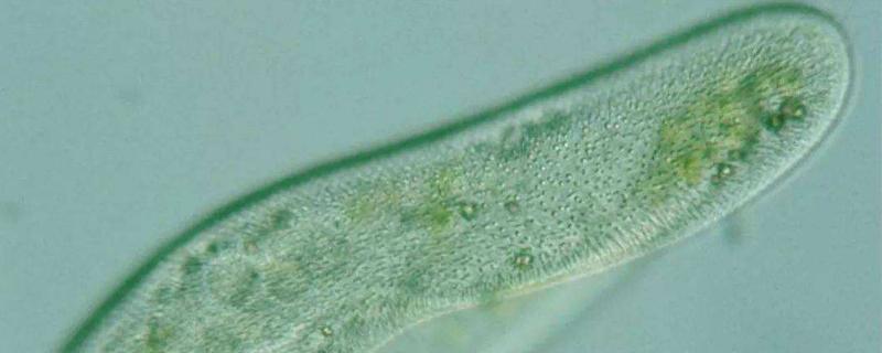 草履虫是原核生物吗，靠什么呼吸 草履虫是原核生物吗,靠什么呼吸生存