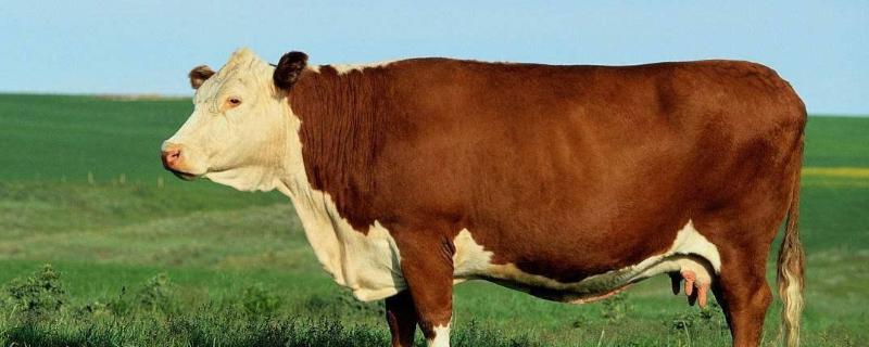 散袋是牛的哪个部位 散带在牛的什么部位，牛有几个胃