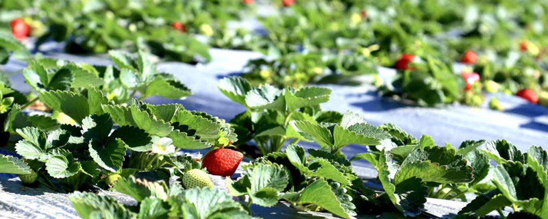 露天草莓的种植方法 露天草莓种植技术大全