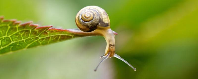 蜗牛是爬行动物吗，蜗牛卵如何孵化 蜗牛是爬行动物么