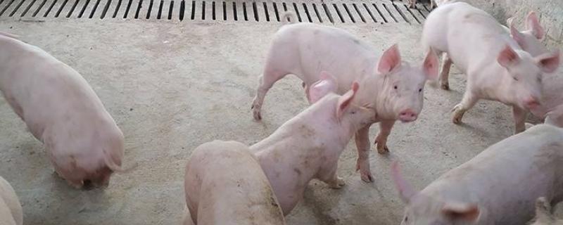 群猪咬一头猪用什么药，是什么原因导致的