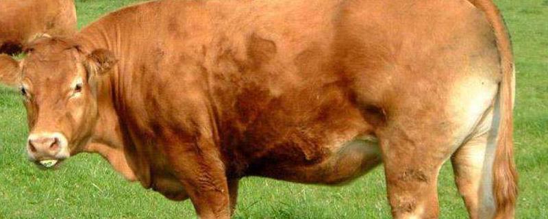 尿素喂牛的原则 尿素喂牛的正确方法，附注意事项