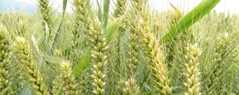 小麦除草温度低能进行吗 小麦除草剂温度不低于多少度