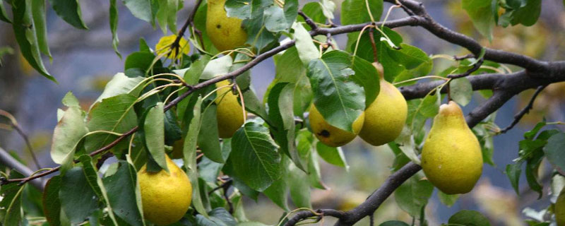 梨子树苗怎么种植时间 梨树种植时间和方法