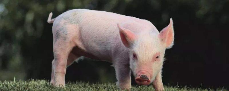 猪瘟与蓝耳病的鉴别 猪瘟和蓝耳病的区别