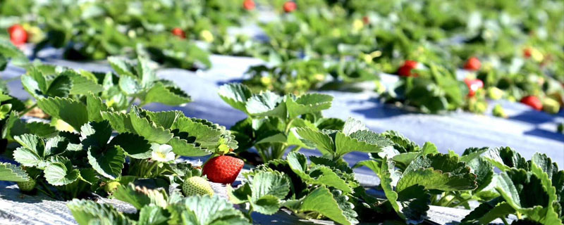 露天草莓种植时间和方法（露天草莓最佳移栽时间）