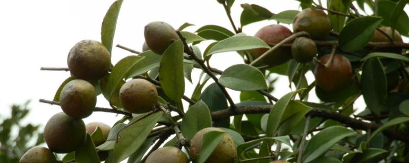 茶籽树生长环境 茶籽树的种植与管理