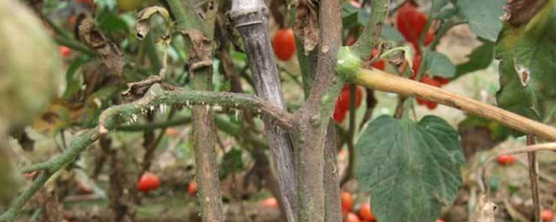 番茄枯萎病能浇水吗 西红柿苗浇水太多萎叶怎么办