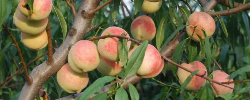 桃树全年用药管理技术 桃树的用药管理