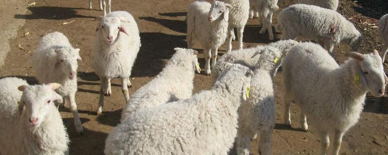 羊吃羊毛偏方，是什么原因导致的 羊吃羊毛是该吃什么药