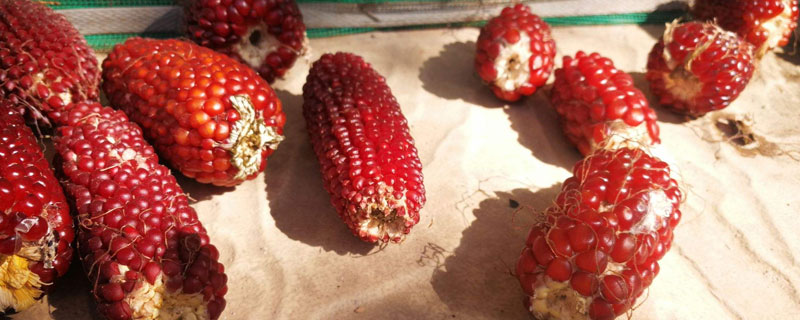 草莓玉米种植方法 草莓玉米种子怎么种植
