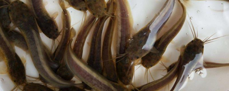 塘角鱼养殖用什么饲料好 塘角鱼养殖喂什么，附养殖方法