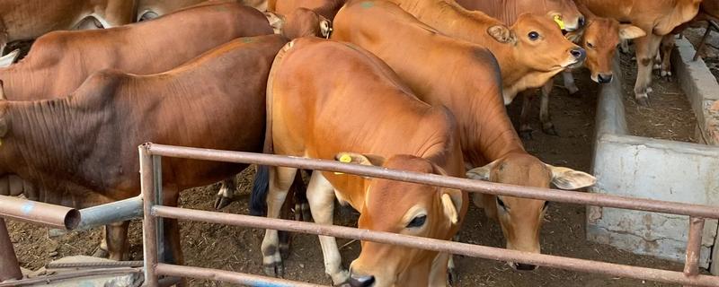 黄牛生产过程，黄牛和水牛的区别（黄牛生产过程,黄牛和水牛的区别）
