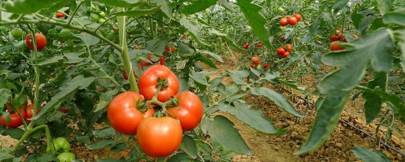 阳台小番茄的种植方法和时间 番茄的种植方法和时间
