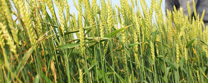 小麦的管理技术要点 冬小麦管理技术要点
