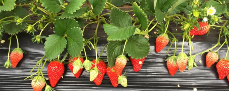 种植草莓ph是多少 草莓种植适合ph值多少，附种植方法