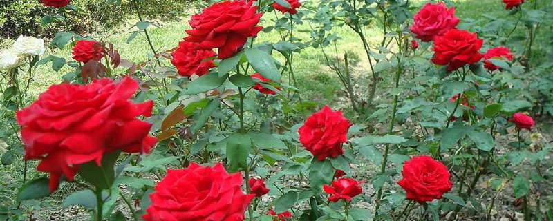 玫瑰花种植方法全过程 玫瑰花种植技术和方法
