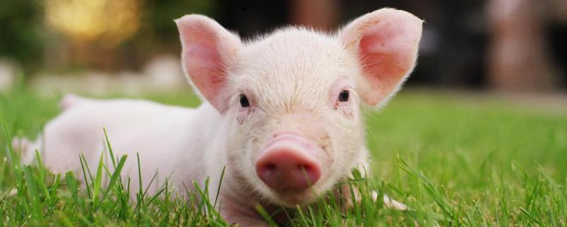 猪中暑不吃食怎么办，是什么原因导致的