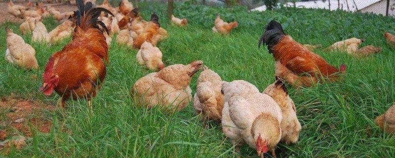 土鸡如何饲养 土鸡养殖方法，怎样辨别土鸡