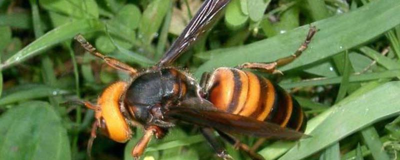 虎头蜂吃什么，有什么天敌 虎头蜂是吃什么