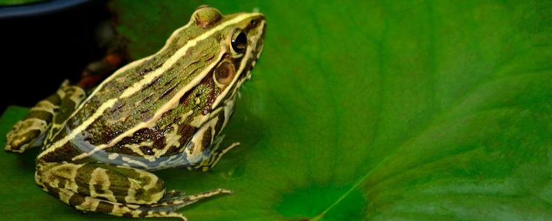 青蛙的生殖特点和过程，蝌蚪变成青蛙需要多久