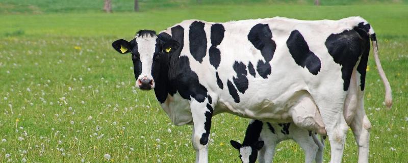 奶牛有角的吗 奶牛有角吗，奶牛是公牛还是母牛