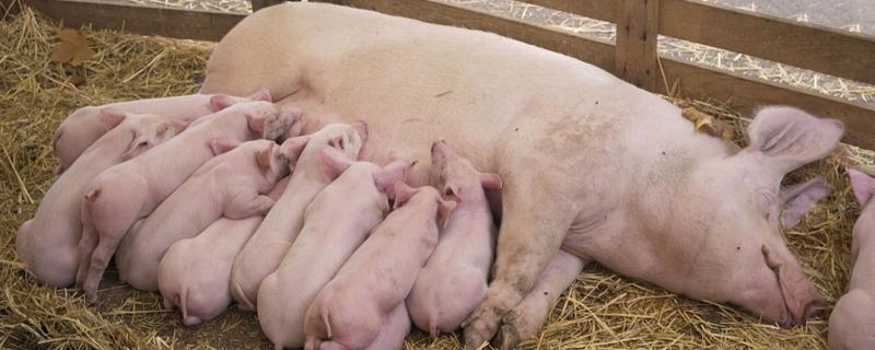 配种后多少天能确定怀孕母猪 配种操作流程，配种后多久产猪仔