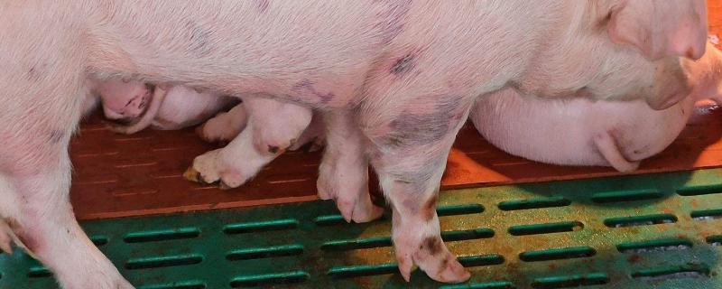猪口蹄疫从有症状到好得多久 猪口蹄疫能自愈吗，猪口蹄疫的症状