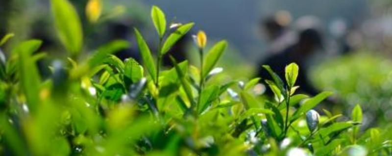 茶树苗种植时间 茶树苗种植