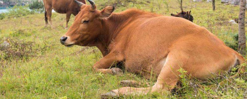 一只牛一年长多少斤 牛一年能长多少斤，牛的品种
