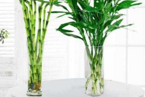 水培竹子的养殖方法和注意事项