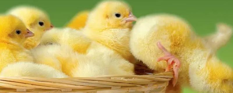 雏鸡的生理特点是什么 雏鸡的生理特点，雏鸡是指多大的鸡