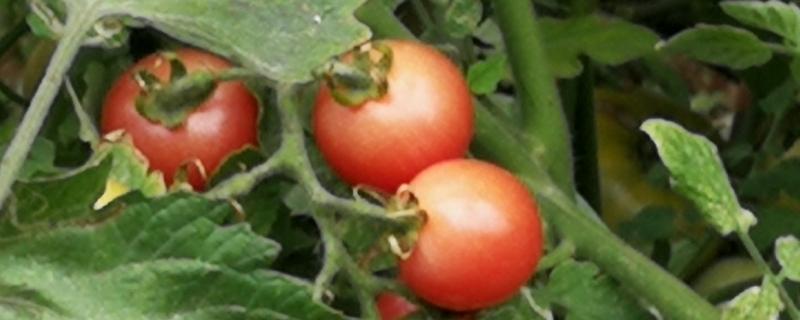 蕃茄种植管理技术要点 番茄种植技术与管理方法
