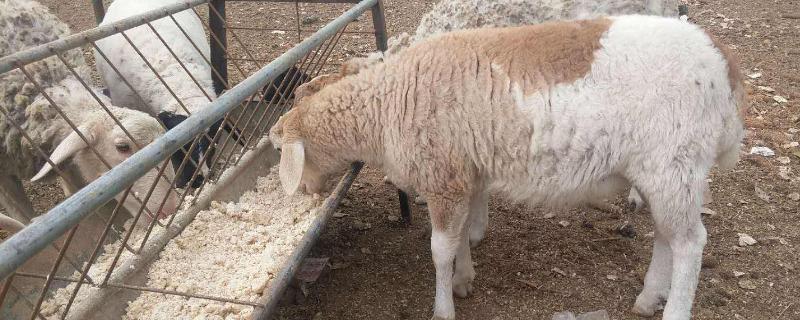 养殖羊喂养方法 养羊的饲料，附养殖方法