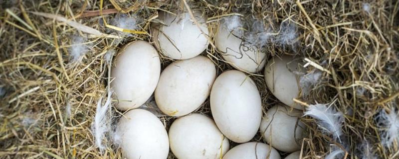 鸭子多久下蛋，鸭子下蛋前的征兆 鸭子多久下蛋,鸭子下蛋前的征兆是什么