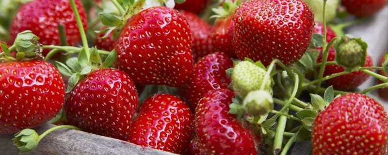 草莓如何施肥更高产 草莓怎么样施肥
