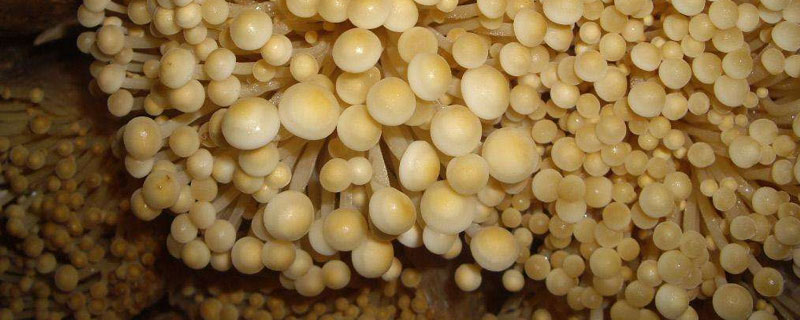 金针菇种植过程中有化学物质 金针菇种植过程