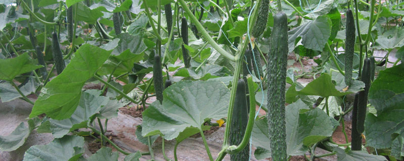 露地黄瓜的栽培技术 露地黄瓜的种植方法和管理技术